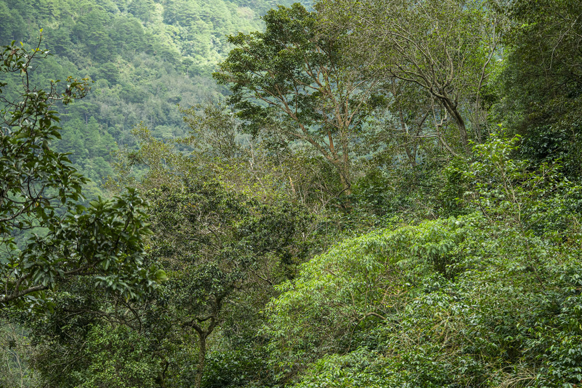 Benguet Sitio Belis