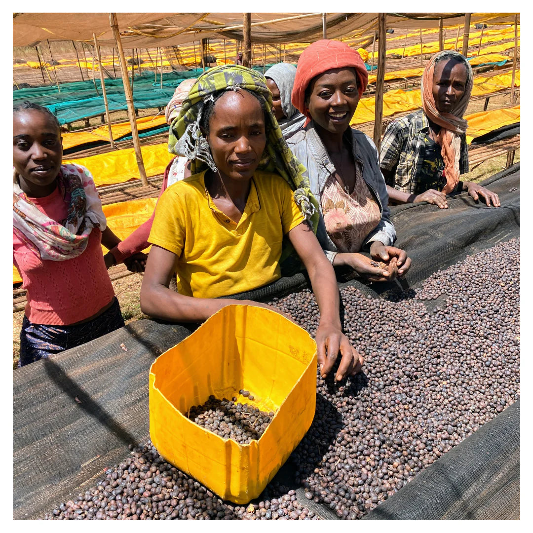 Ethiopia Sidamo Bensa