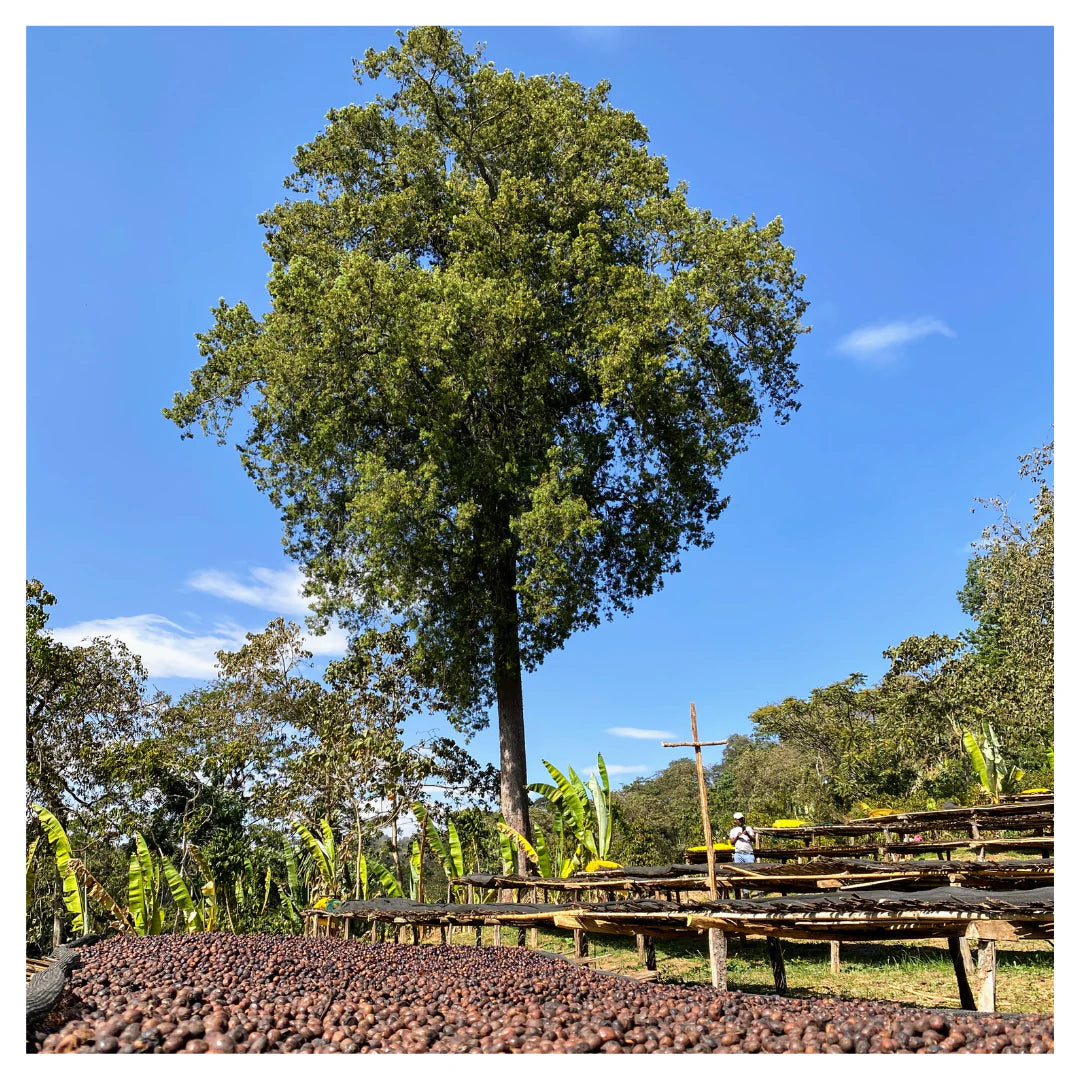 Ethiopia Sidamo Bensa