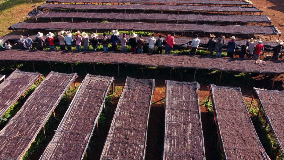 Ethiopia Guji Hambela G2