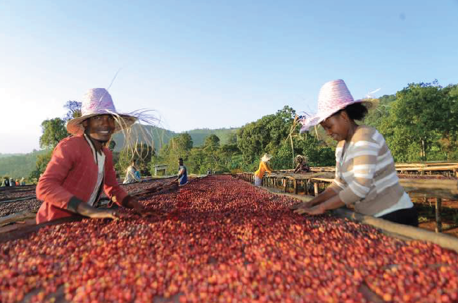 Ethiopia Guji Hambela G2