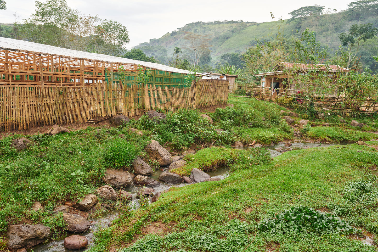 Bukidnon Sitio San Roque "Sweet"