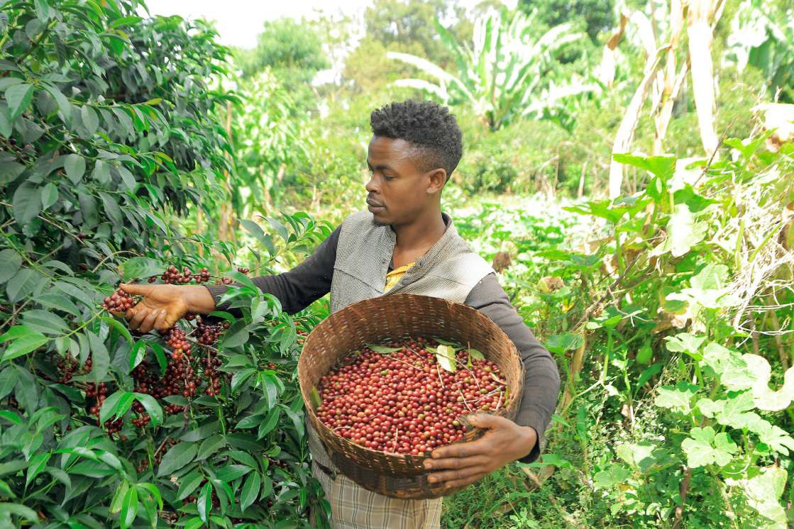 Ethiopia Yirgacheffe Banko Gotiti