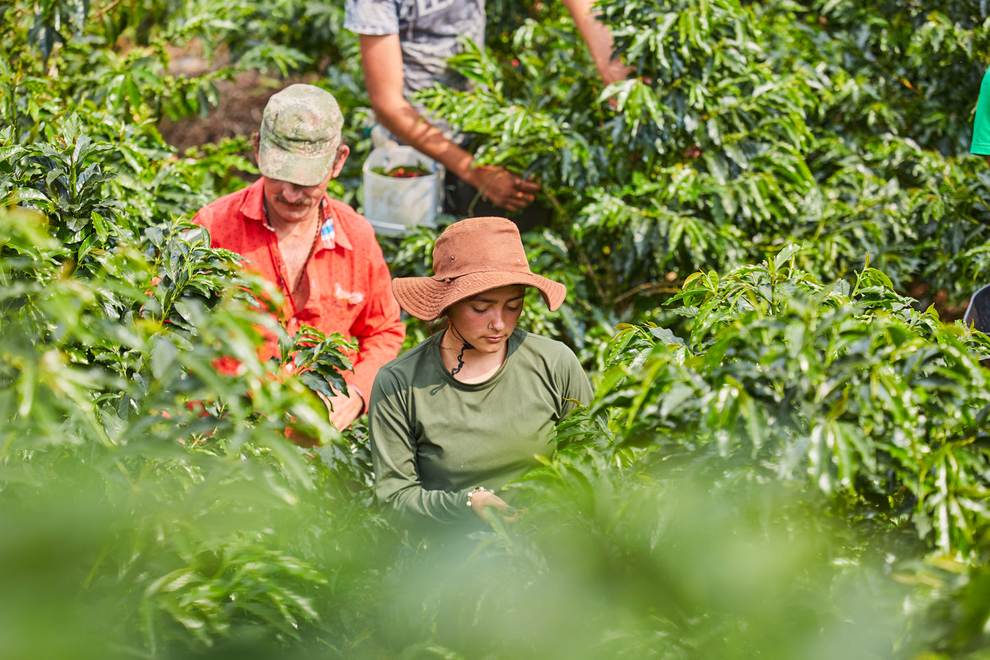 Colombia Cerro Azul Geisha Natural