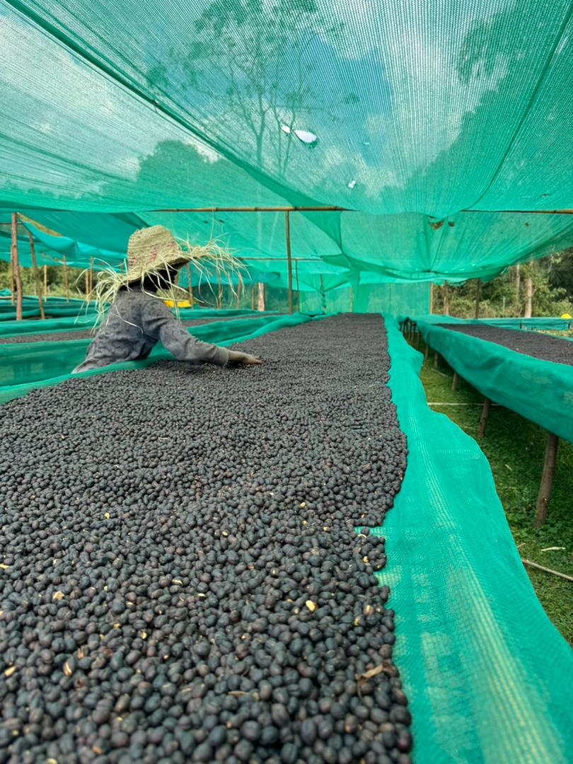 Ethiopia Alo Sidama G2