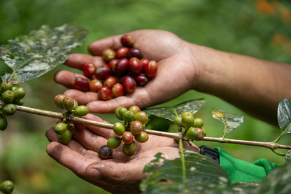 South Cotabato T'Boli