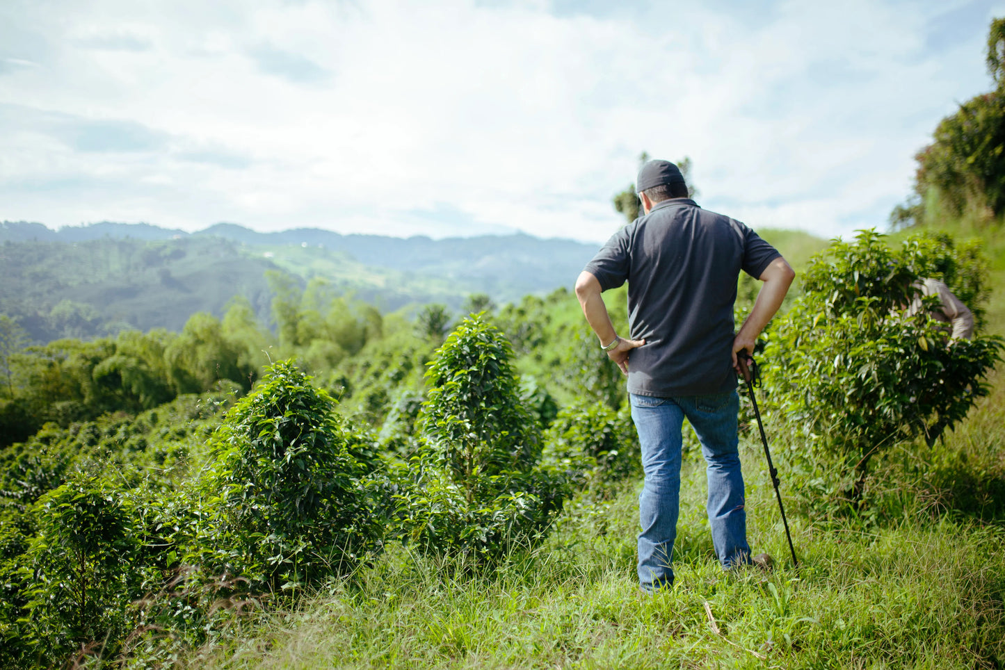 Colombia Risaralda Milan Toffee