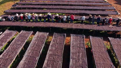 Ethiopia Guji Hambela G2