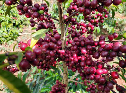 Ethiopia Guji Hambela G2
