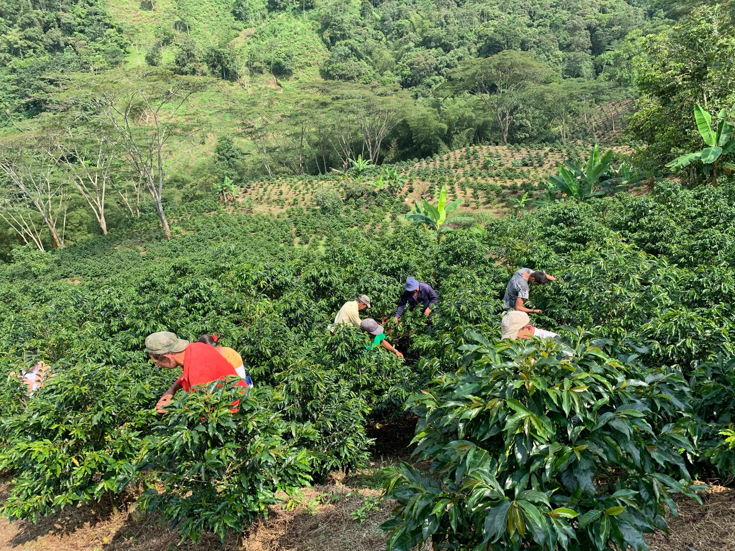 Colombia Cerro Azul Geisha Natural