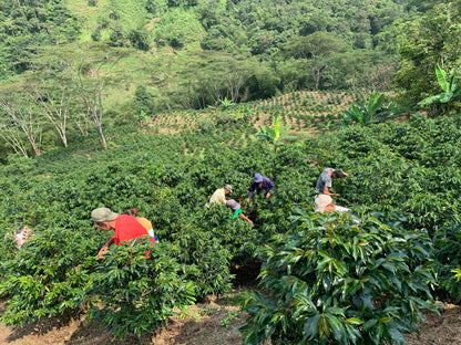 Colombia Cerro Azul Geisha Natural