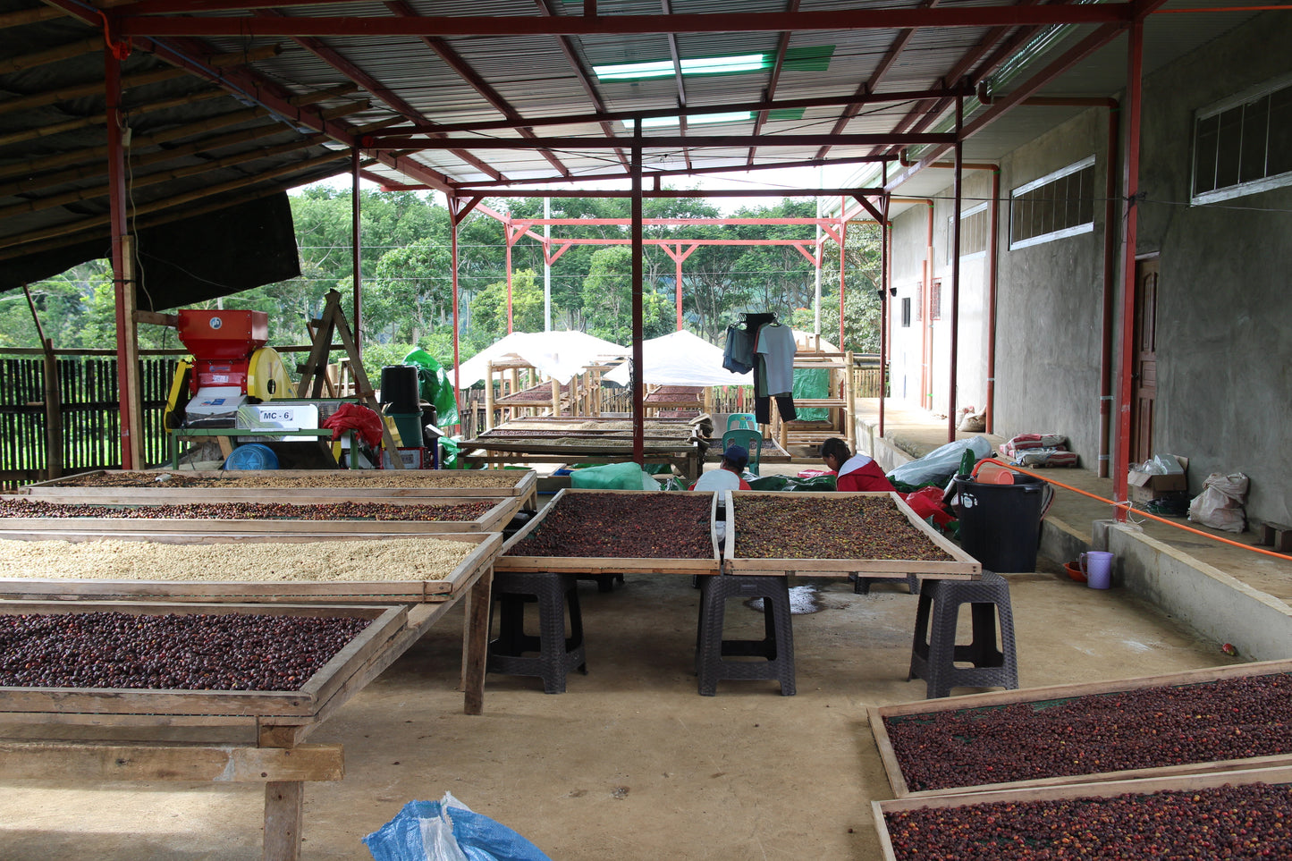 Bukidnon Sitio San Roque "Sweet"