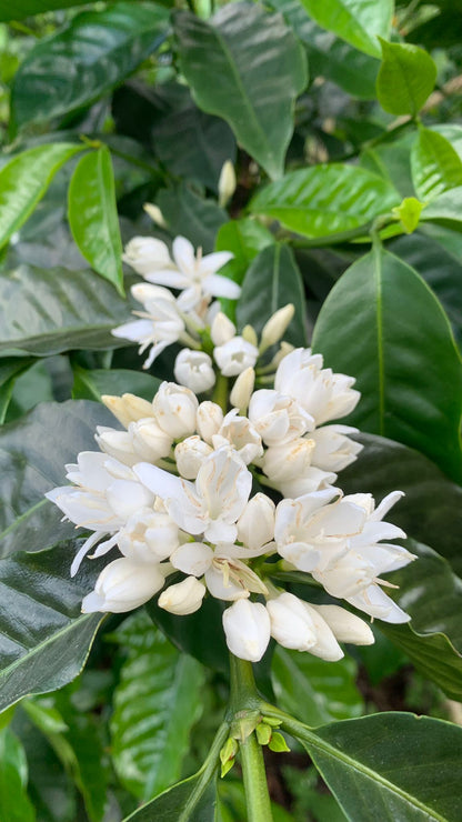 Colombia Cerro Azul Geisha Natural