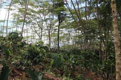 Bukidnon Sitio San Roque "Sweet"