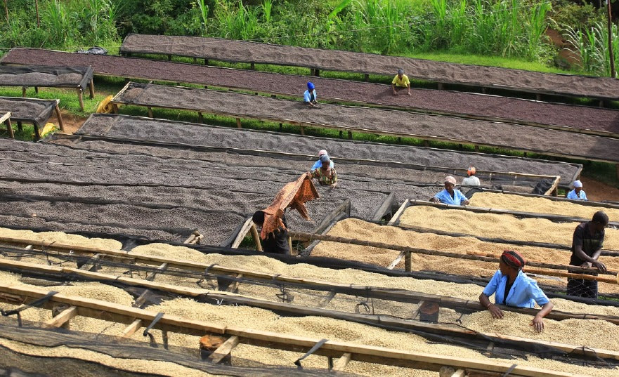 Rwanda Rutsiro Bugoyi Factory