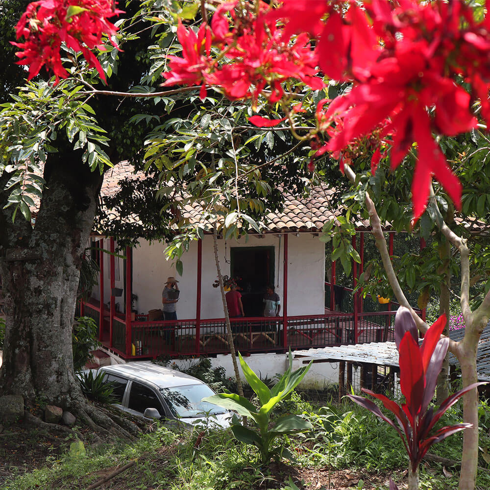 Colombia Risaralda Milan Toffee