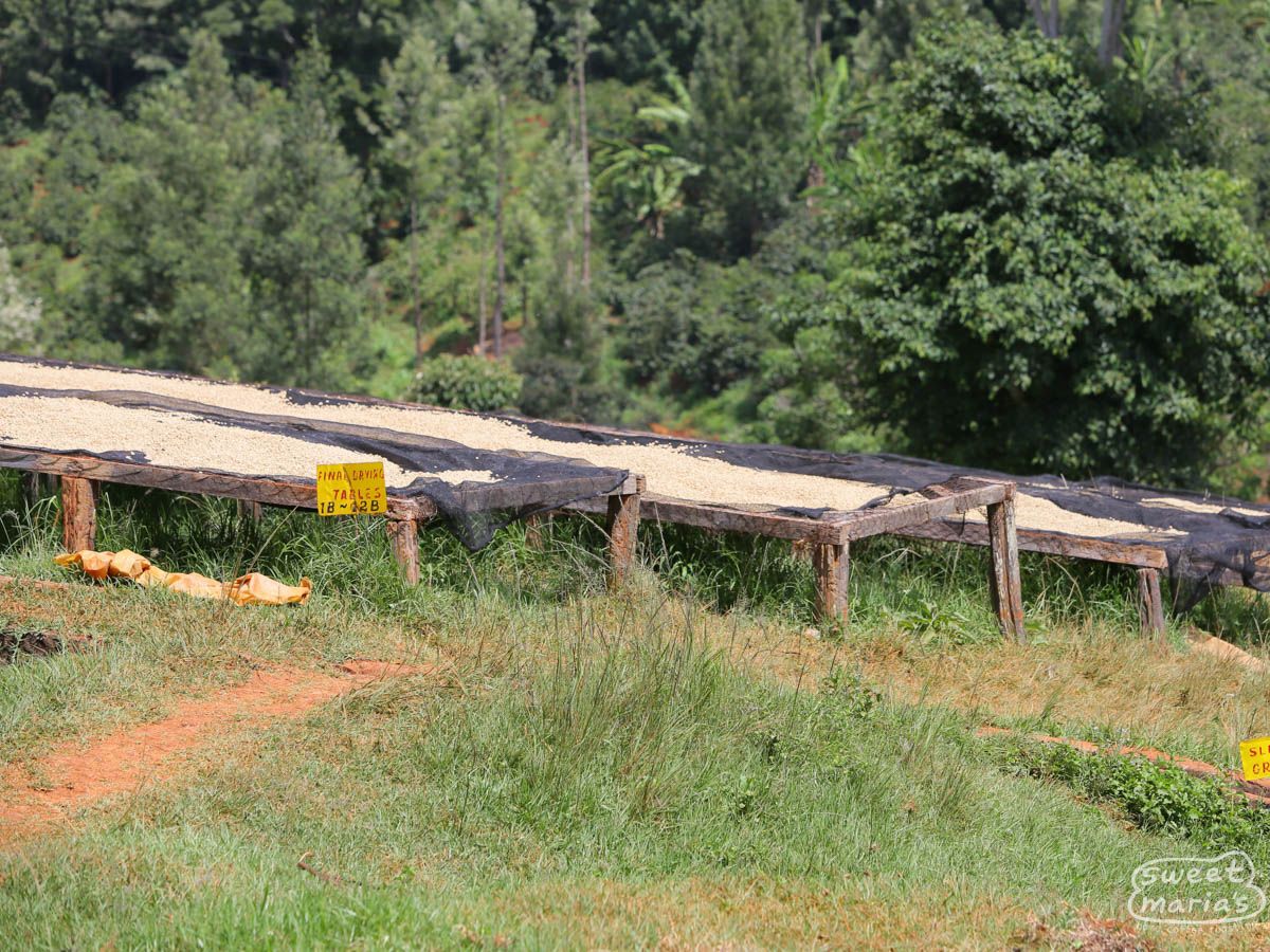 Kenya Nyeri Gatugi AA